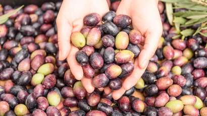 Mani che raccolgono olive in Biobriche: il bio distretto di Bricherasio