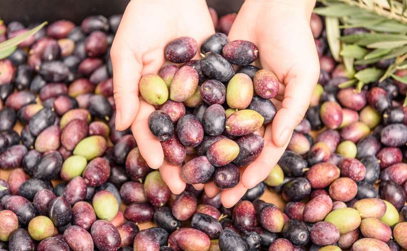 Mani che raccolgono olive in Biobriche: il bio distretto di Bricherasio